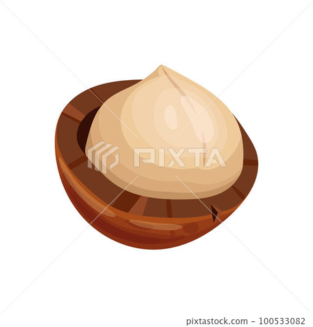 macadamia healthy nut cartoon vector illustration macadamia healthy nut cartoon vector illustration 100533082