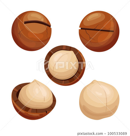 macadamia food nut set cartoon vector illustration 100533089