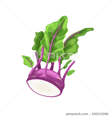 kohlrabi purple cartoon vector illustration 100533090