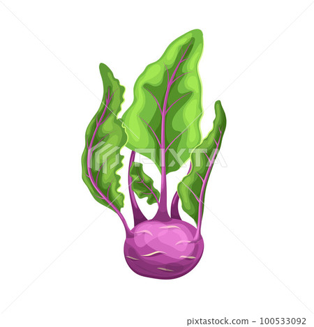 kohlrabi purple cartoon vector illustration 100533092