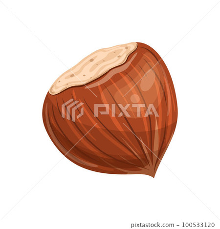 hazelnut brown nut cartoon vector illustration hazelnut brown nut cartoon vector illustration 100533120