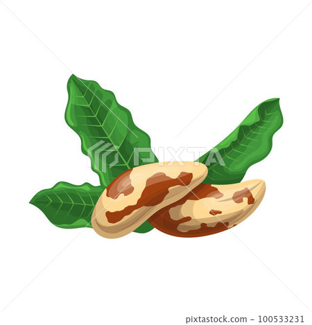 brazil nut healthy food cartoon vector illustration 100533231