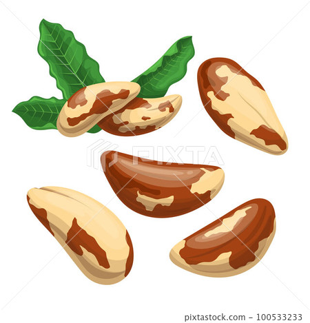 brazil nut food set cartoon vector illustration 100533233