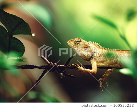 Eastern garden lizard on barbed wire fence. 100533238