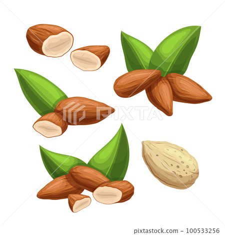 almond nut food set cartoon vector illustration almond nut food set cartoon vector illustration 100533256