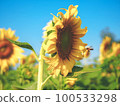 Sunflower and bee in the sunflower field 100533298
