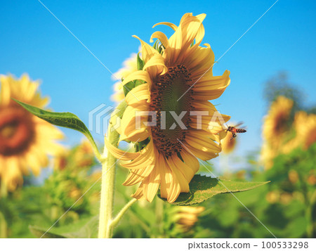 Sunflower and bee in the sunflower field 100533298