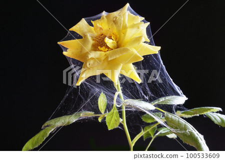 玫瑰上的蜘蛛網 玫瑰上的蜘蛛網 100533609