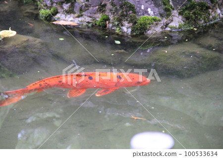 Nishiki Koi / Vermilion background with black spots Nishiki Koi / Vermilion background with black spots 100533634