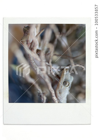 壁虎寶麗來風格 100533857