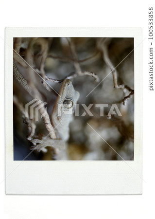 壁虎寶麗來風格 100533858