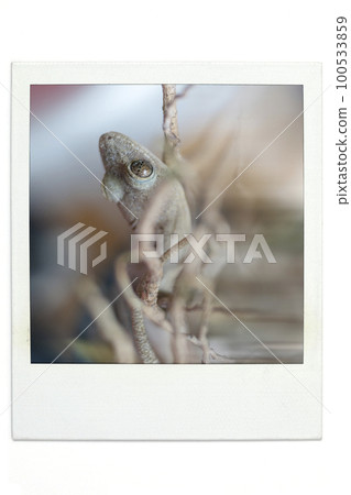 壁虎寶麗來風格 100533859