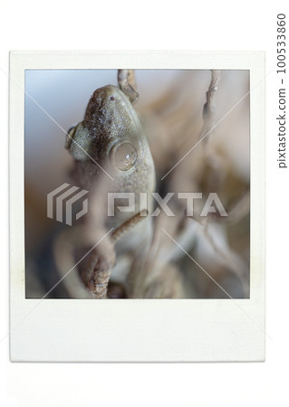 壁虎寶麗來風格 100533860