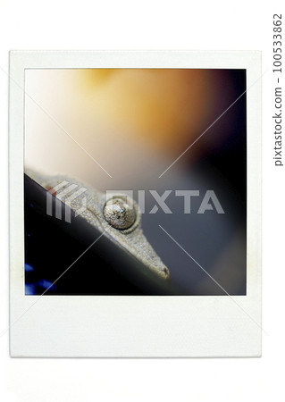 壁虎寶麗來風格 100533862