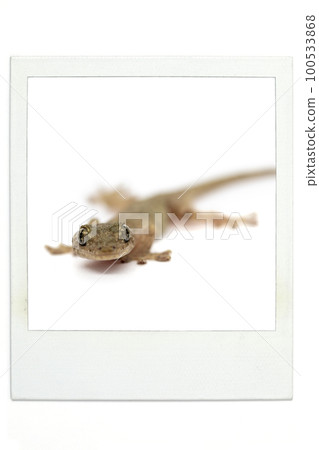 壁虎寶麗來風格 100533868