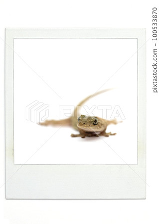 壁虎寶麗來風格 100533870