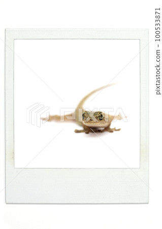 壁虎寶麗來風格 100533871