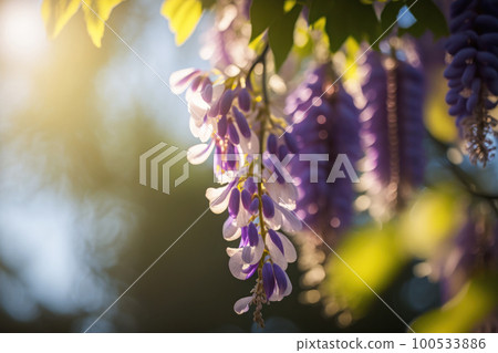 清晨陽光下的紫藤花 100533886