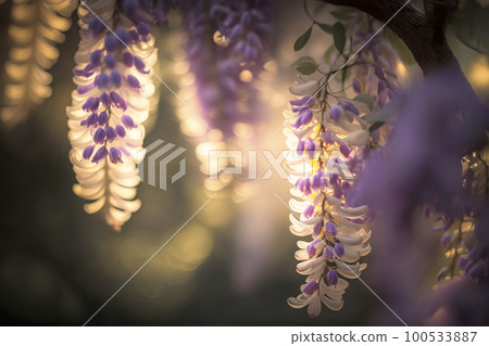 清晨陽光下的紫藤花 100533887