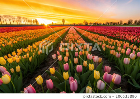 A field of tulips and the sky at dusk 100533890