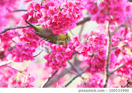 White-eye and Kanhizakura wild bird 100533990