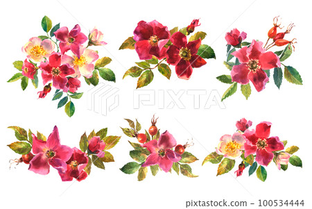Botanical wild rose flower watercolor. Set of Watercolor bouquet rose hip flowers, leaves and berries, hand drawn floral illustration isolated on a white background 100534444