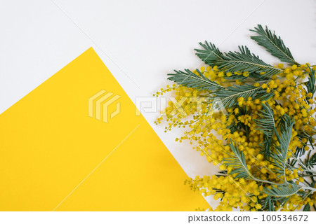 Creative greeting card for Mother's Day or Spring or Easter holiday. Mimosa branch on white-yellow background with copy space 100534672