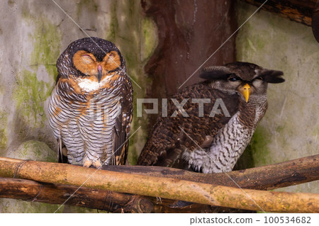 Young pair of owls sits on the branches of a tree 100534682