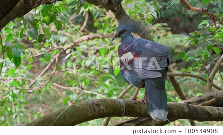 A young peacock with a beautiful crest sits on a tree branch 100534908