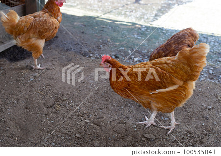 Hens in the chicken farm. Organic poultry house. Hens in the chicken farm. Organic poultry house. 100535041