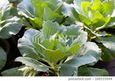 Gren cabbages growing in pots Gren cabbages growing in pots 100535044