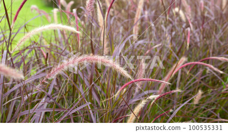 Fountain grass or pennisetum alopecuroides Fountain grass or pennisetum alopecuroides 100535331