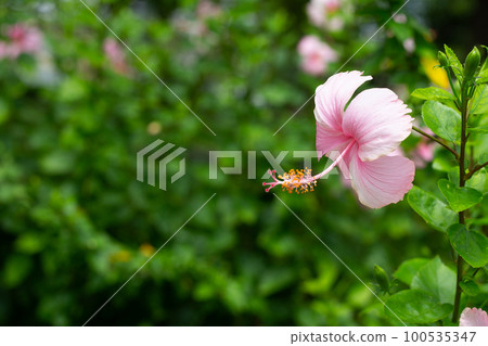 Blossom of pink hibiscus flower on tree 100535347