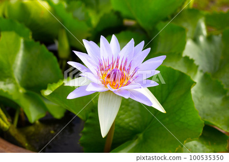 Beautiful blooming Nymphaea lotus flower with leaves, Water lily pot Beautiful blooming Nymphaea lotus flower with leaves, Water lily pot 100535350