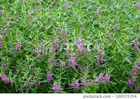 Beautiful angelonia goyazensis benth in the park Beautiful angelonia goyazensis benth in the park 100535354