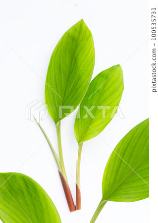 Fingerroot leaves on white background. Fingerroot leaves on white background. 100535731