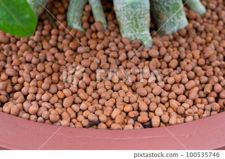 Adenium obesum (Forssk) in pot with weight expanded clay aggregate 100535746