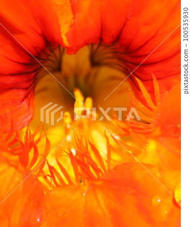 Orange Bloomed Nasturtium in Garden Orange Bloomed Nasturtium in Garden 100535930