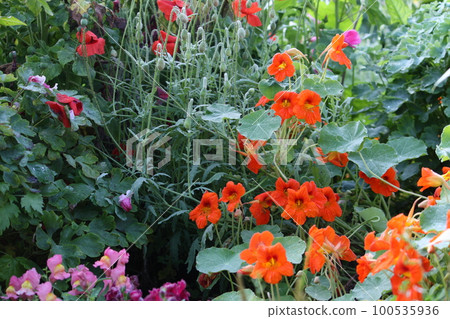 Orange Bloomed Nasturtium in Garden 100535936