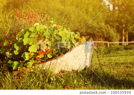 Beautiful flowers of nasturtiums. 100535939