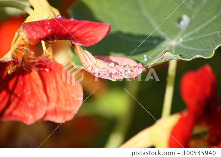 Orange Bloomed Nasturtium in Garden Orange Bloomed Nasturtium in Garden 100535940
