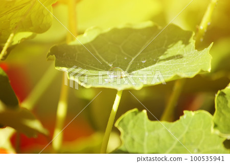 Nasturtium green leaves 100535941