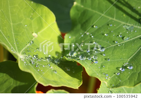 Beautiful flowers of nasturtiums. 100535942