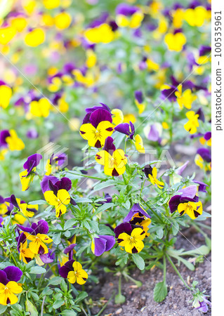 Violet and yellow pancies growing in summer park. The garden pancy decorative plant. 100535961
