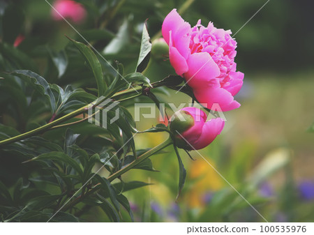 Beautiful rose flower Beautiful rose flower 100535976