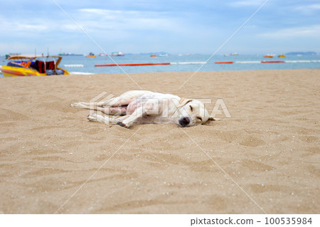 A dog sleeping on the beach. 100535984