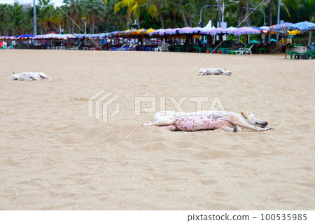 Dogs sleeping on the beach. Pattaya, Thailand. 100535985