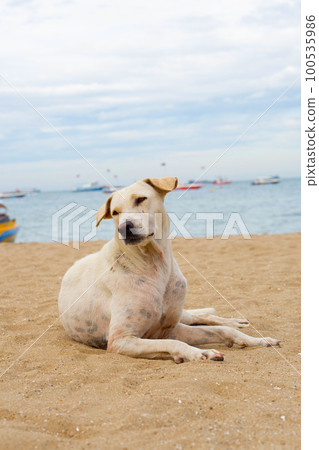 A dog relaxing on the beach. summer concept 100535986