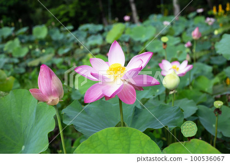 Pink lotus flower blooming in pond with green leaves 100536067