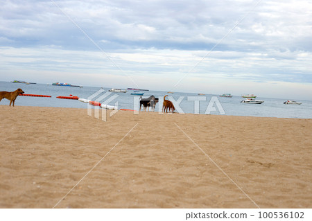 Dogs walking on the beach. Pattaya, Thailand 100536102